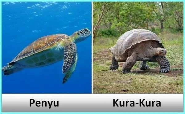 Hewan Reptil Perbedaan Penyu dan Kura-Kura