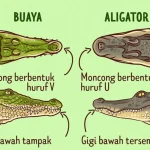 Perbedaan Buaya dan Aligator, Berikut Penjelasannya